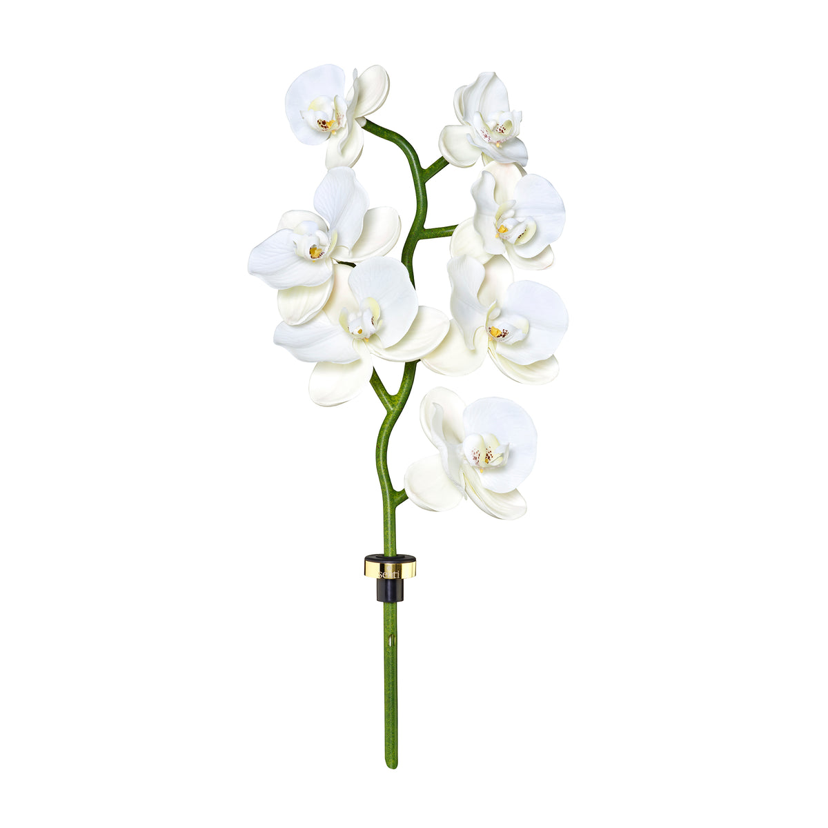 Replacement Orchid Stem and 500ml Refill - Bergamot & Ginger
